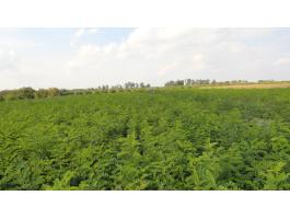 Szürkenyár,  nemesnyár,  akác,  tölgy,  hárs,  éger,  szil,  egyéb erdészeti csemeték országos kiszállítással