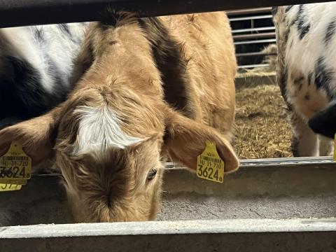 3 db 4 hónapos húsmarha üsző eladó 3 db 4 hónapos húsmarha üsző eladó