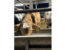 3 db 4 hónapos húsmarha üsző eladó