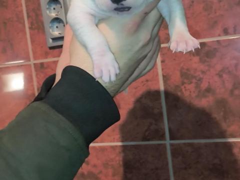 Minőségi pitbull kölykök eladók Minőségi pitbull kölykök eladók