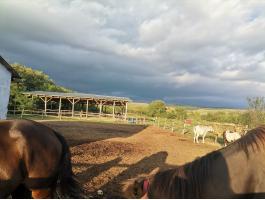 Lovasbirtok eladó, családi ház + wellness, nem kifüggesztés köteles