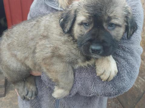 Közép-ázsiai kiskutya KÁJ Közép-ázsiai kiskutya KÁJ