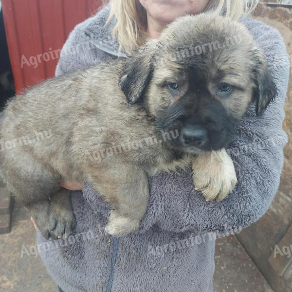 Közép-ázsiai kiskutya KÁJ