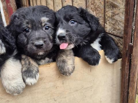 Ingyen elvihető keverék kiskutyák felelős gazdiknak Ingyen elvihető keverék kiskutyák felelős gazdiknak