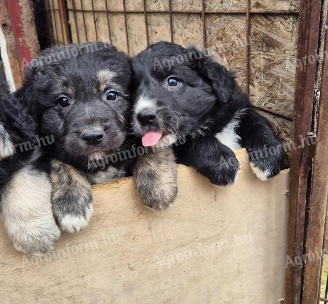 Ingyen elvihető keverék kiskutyák felelős gazdiknak
