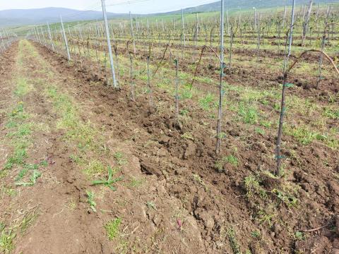 Irsai Olivér fiatal szőlőültetvények Gyöngyösön eladók