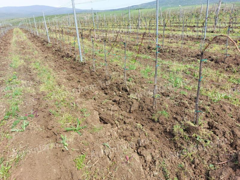 Irsai Olivér fiatal szőlőültetvények Gyöngyösön eladók