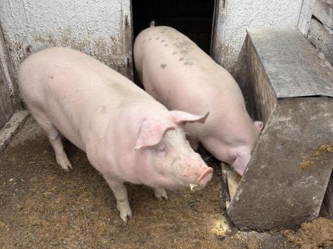 Hízó eladó Hízó eladó