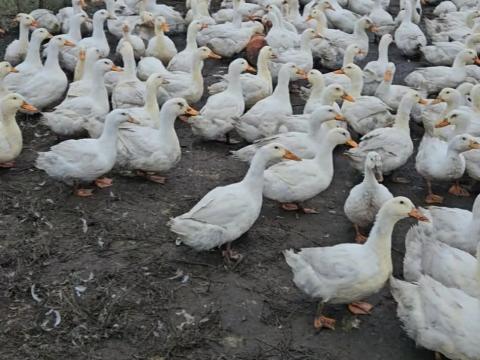 Tanyasi kacsa Tanyasi kacsa