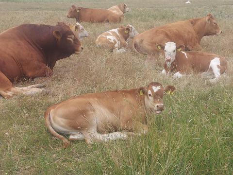 Állatgondozói munkát keresek Állatgondozói munkát keresek