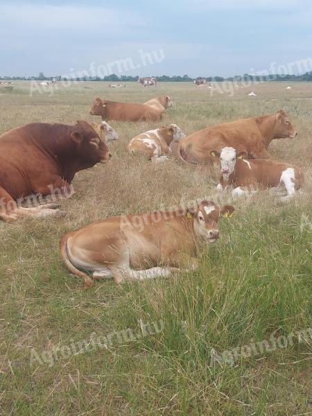 Állatgondozói munkát keresek