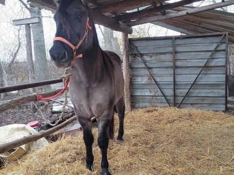 Hátas ló eladó – Magyar félvér és fjord keverék, 13 éves herélt