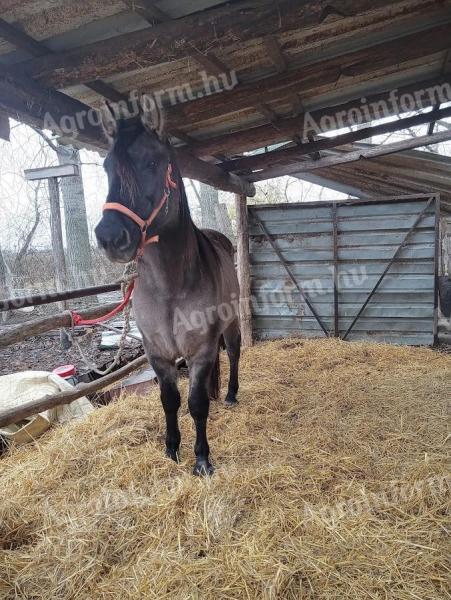 Hátas ló eladó – Magyar félvér és fjord keverék, 13 éves herélt
