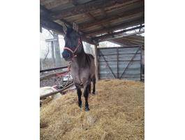 Hátas ló eladó – Magyar félvér és fjord keverék, 13 éves herélt