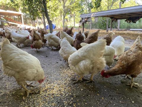 Eladó szabadtartású 2 éves tojótyúk állomány Eladó szabadtartású 2 éves tojótyúk állomány