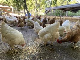 Eladó szabadtartású 2 éves tojótyúk állomány