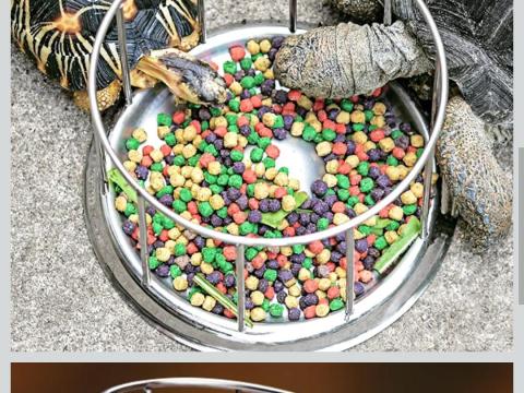 Új teknős etetőtál eladó Új teknős etetőtál eladó