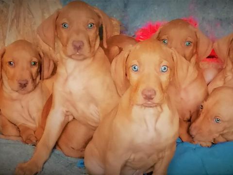 Magyar vizsla fajtajellegű kölykök keresik szerető gazdijukat