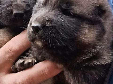 Közép-ázsiai fajtajellegű kiskutyák eladók Sárospatakon Közép-ázsiai fajtajellegű kiskutyák eladók Sárospatakon