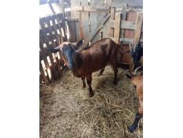 Núbiai X alpesi,  nagyméretű anyakecske eladó