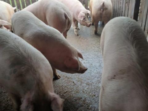 Nagy súlyú hízók eladók Nagy súlyú hízók eladók