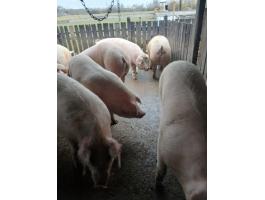 Nagy súlyú hízók eladók