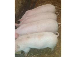 Eladó 4 db 30 kg-os süldő