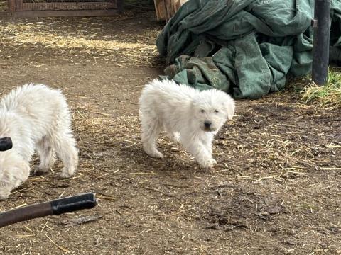 Komondor jellegű kiskutyák ingyen elvihetők Komondor jellegű kiskutyák ingyen elvihetők