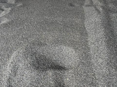 Napraforgó eladó – Kombájnnal tisztított, kiváló minőségű szántóföldi napraforgó