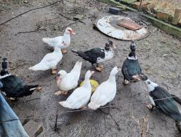 Néma kacsák eladók