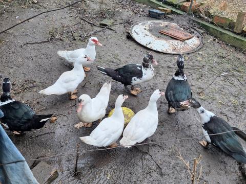 Néma kacsák eladók