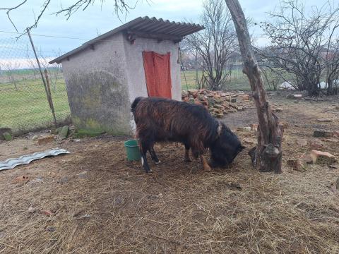Parlagi bak kecske eladó Parlagi bak kecske eladó
