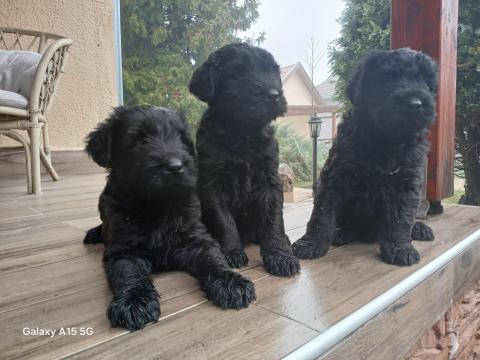 Óriás schnauzer kiskutyák eladók Óriás schnauzer kiskutyák eladók