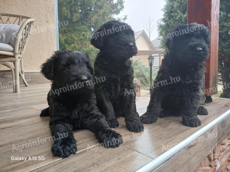 Óriás schnauzer kiskutyák eladók