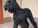 Óriás schnauzer kiskutyák eladók