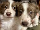 Border collie jellegű kölykök gazdit keresnek