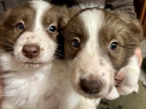 Border collie jellegű kölykök gazdit keresnek Border collie jellegű kölykök gazdit keresnek