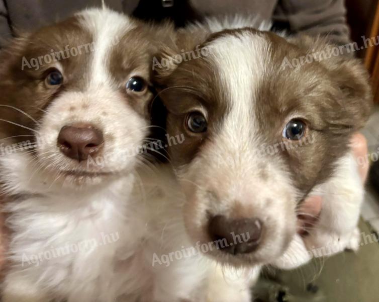 Border collie jellegű kölykök gazdit keresnek