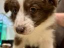 Border collie jellegű kölykök gazdit keresnek