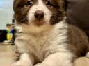 Border collie jellegű kölykök gazdit keresnek