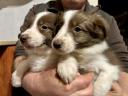 Border collie jellegű kölykök gazdit keresnek