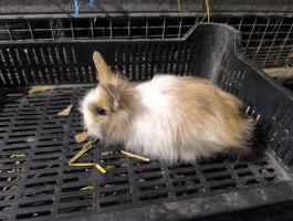 Oroszlán fejű törpe nyulak