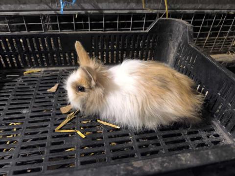 Oroszlán fejű törpe nyulak