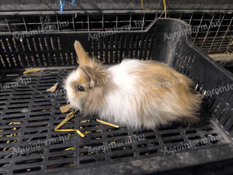 Oroszlán fejű törpe nyulak