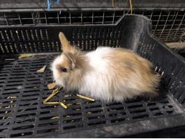 Oroszlán fejű törpe nyulak