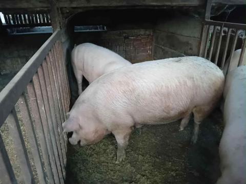 Eladó hízók Eladó hízók