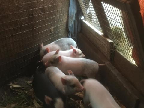 VIETNAMI-DUROC VÁLASZTÁSI MALACOK ELADÓK Bács-Kiskun VIETNAMI-DUROC VÁLASZTÁSI MALACOK ELADÓK Bács-Kiskun