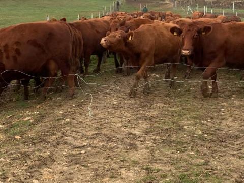 Angus vemhes tehén eladó törzstenyészetből