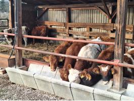 Borjú eladó – MT és limuzin húsmarha