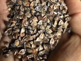 Tisztított hajdina eladó